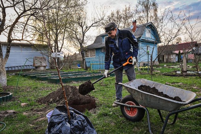 Где можно сажать деревья на даче, чтобы не получить штраф. Советы юриста