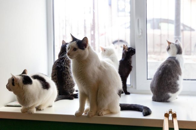 Суд пояснит правила содержания в жилье кошек из-за жалоб соседей